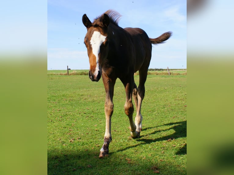 Quarter Pony Stallion Foal (06/2025) 14,2 hh Overo-all-colors in Velpke