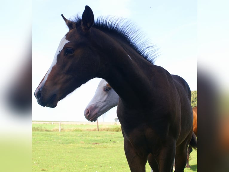 Quarter Pony Stallion Foal (06/2025) 14,2 hh Overo-all-colors in Velpke