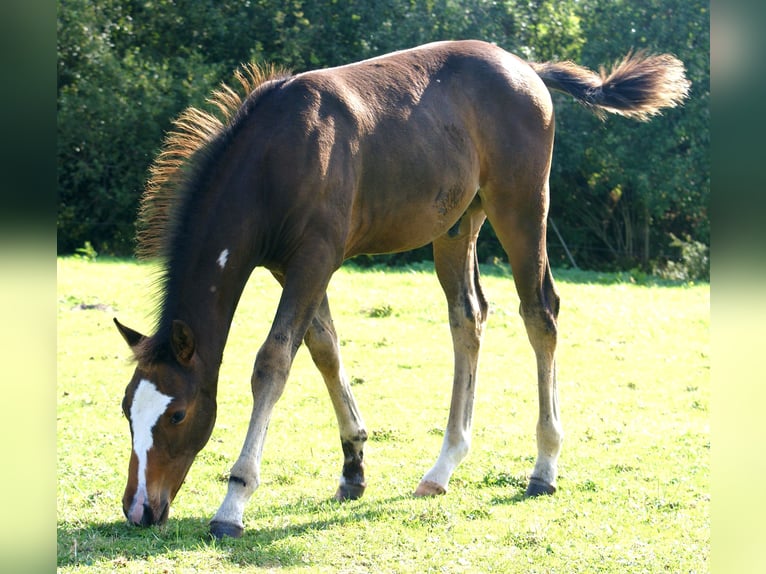 Quarter Pony Stallion Foal (06/2025) 14,2 hh Overo-all-colors in Velpke