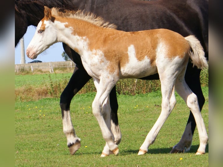 Quarter Pony Stallion Foal (08/2025) 14,2 hh Overo-all-colors in Velpke