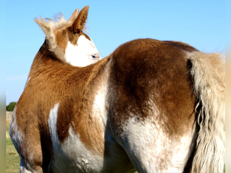 Quarter Pony Stallion Foal (08/2025) 14,2 hh Overo-all-colors in Velpke