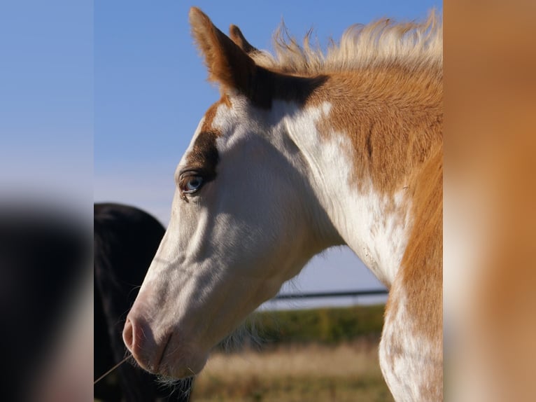 Quarter Pony Stallion Foal (08/2025) 14,2 hh Overo-all-colors in Velpke