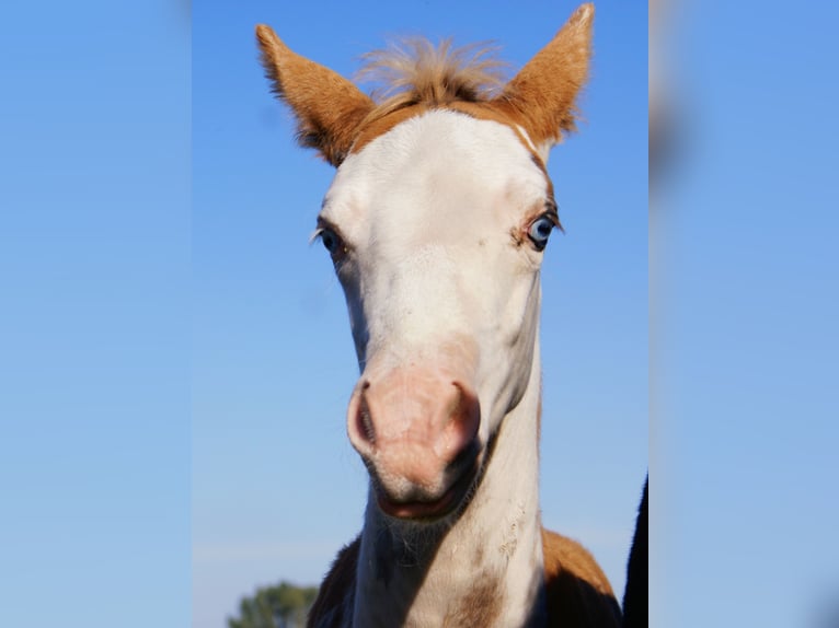 Quarter Pony Stallion Foal (08/2025) 14,2 hh Overo-all-colors in Velpke