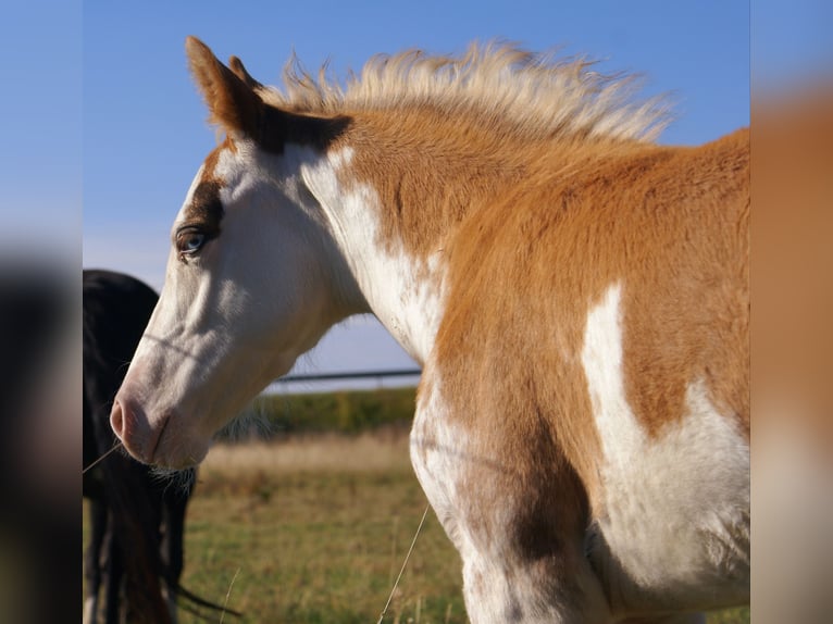 Quarter Pony Stallion Foal (08/2025) 14,2 hh Overo-all-colors in Velpke