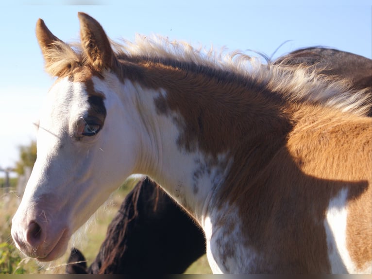 Quarter Pony Stallion Foal (08/2025) 14,2 hh Overo-all-colors in Velpke