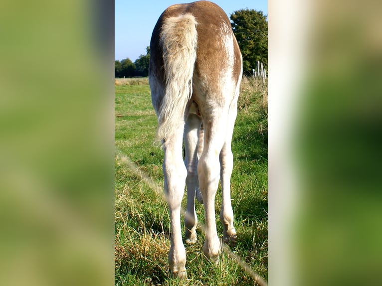 Quarter Pony Stallion Foal (08/2025) 14,2 hh Overo-all-colors in Velpke
