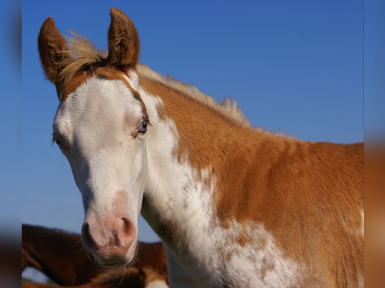 Quarter Pony Stallion Foal (08/2025) 14,2 hh Overo-all-colors in Velpke