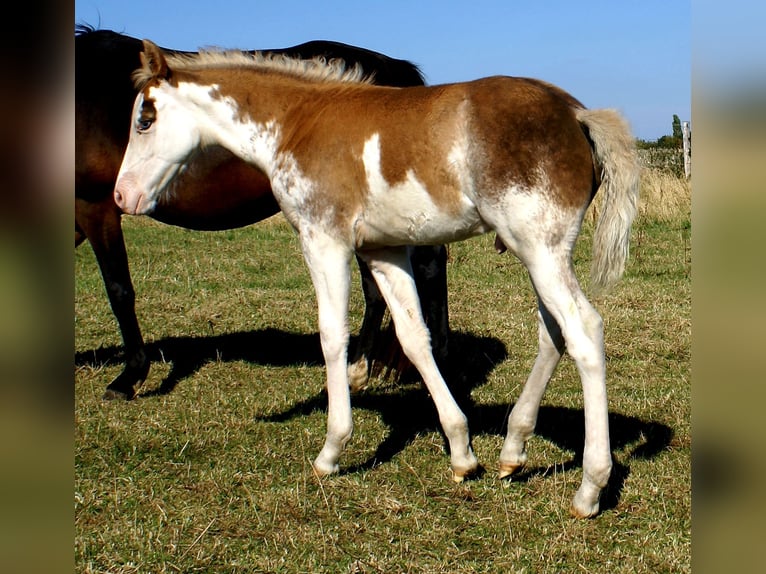 Quarter Pony Stallion Foal (08/2025) 14,2 hh Overo-all-colors in Velpke