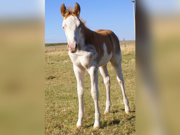 Quarter Pony Stallion Foal (08/2025) 14,2 hh Overo-all-colors in Velpke