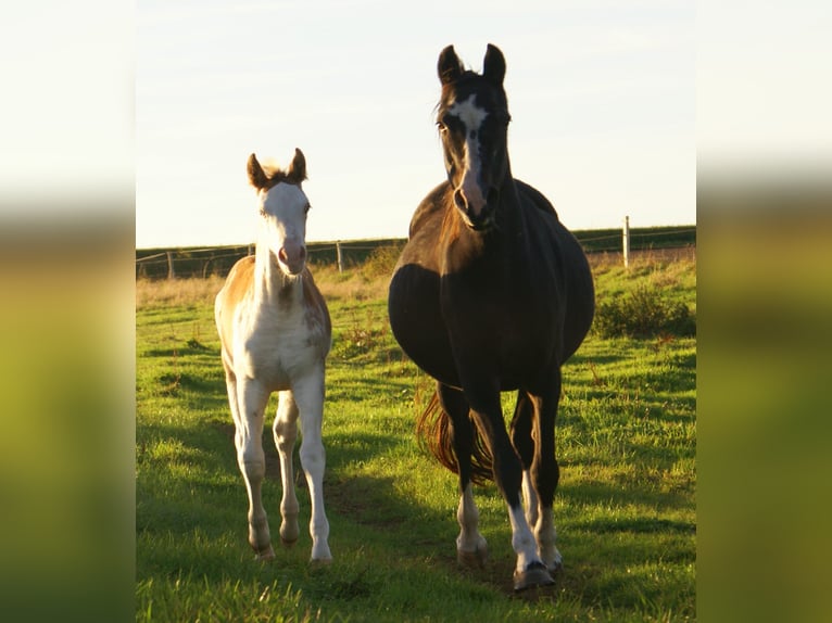 Quarter Pony Stallion Foal (08/2025) 14,2 hh Overo-all-colors in Velpke