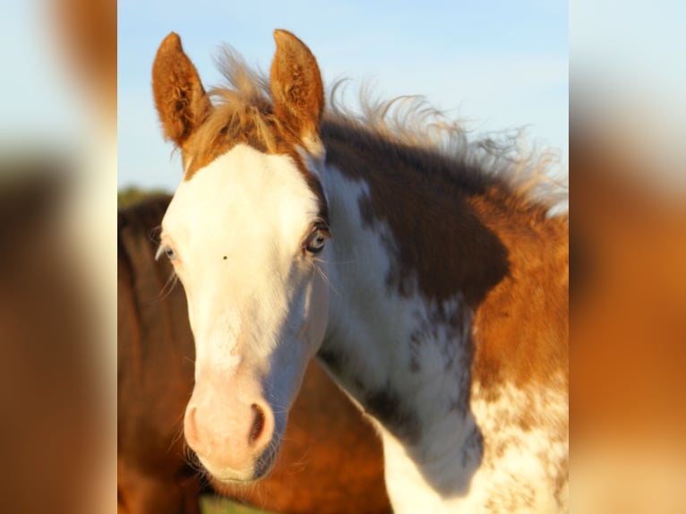 Quarter Pony Stallion Foal (08/2025) 14,2 hh Overo-all-colors in Velpke