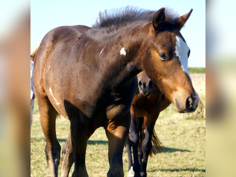 Quarter Pony Stallion Foal (06/2025) 14,2 hh Overo-all-colors in Velpke
