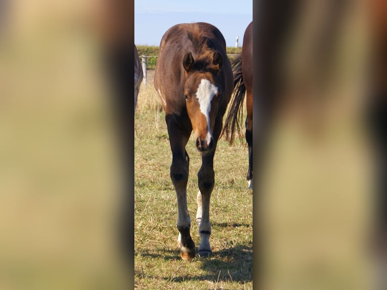 Quarter Pony Stallion Foal (06/2025) 14,2 hh Overo-all-colors in Velpke
