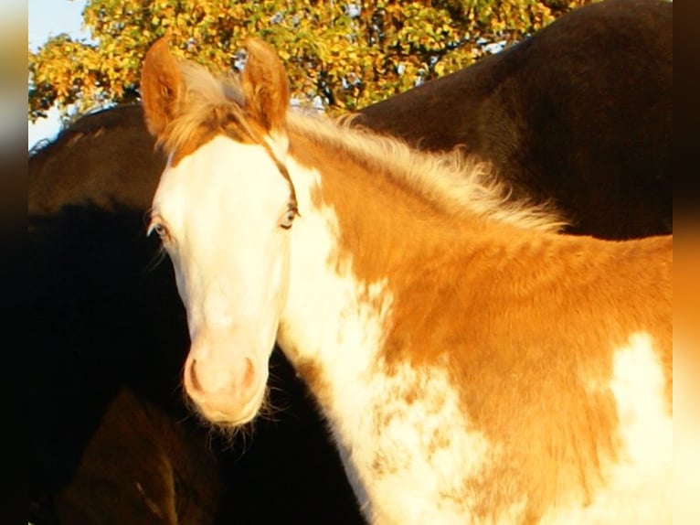 Quarter Pony Stallion Foal (08/2025) 14,2 hh Overo-all-colors in Velpke Quarter Pony Stallion Foal (08/2025) 14,2 hh Overo-all-colors in Velpke