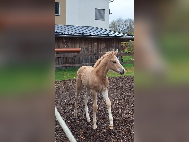 Quarter Pony Stallion Foal (04/2025) 14,2 hh Palomino in Oberkappel