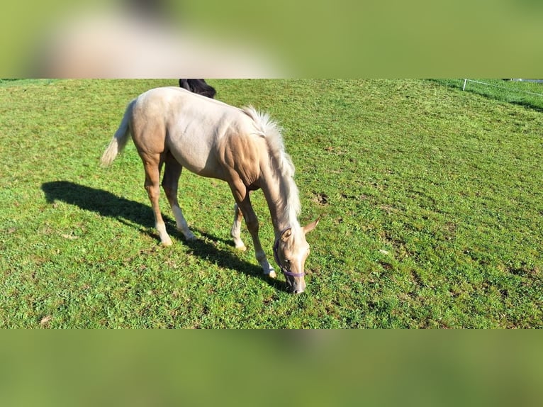 Quarter Pony Stallion Foal (04/2025) 14,2 hh Palomino in Oberkappel