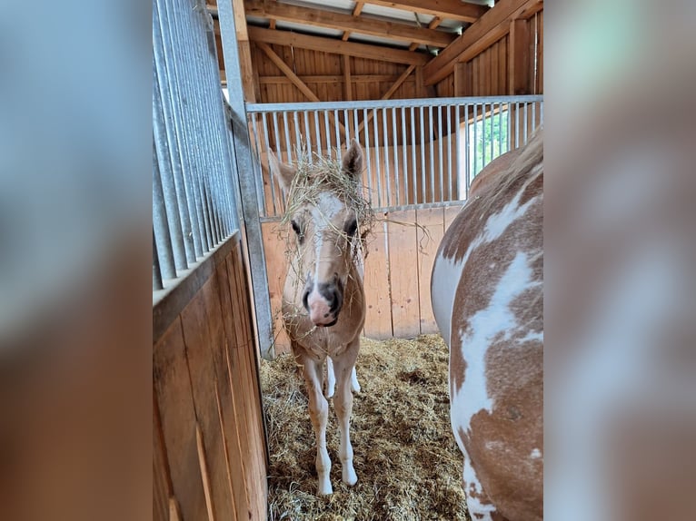 Quarter Pony Stallion Foal (04/2025) 14,2 hh Palomino in Oberkappel