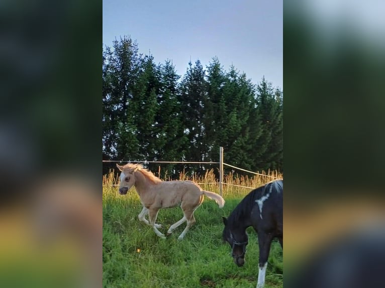 Quarter Pony Stallion Foal (04/2025) 14,2 hh Palomino in Oberkappel