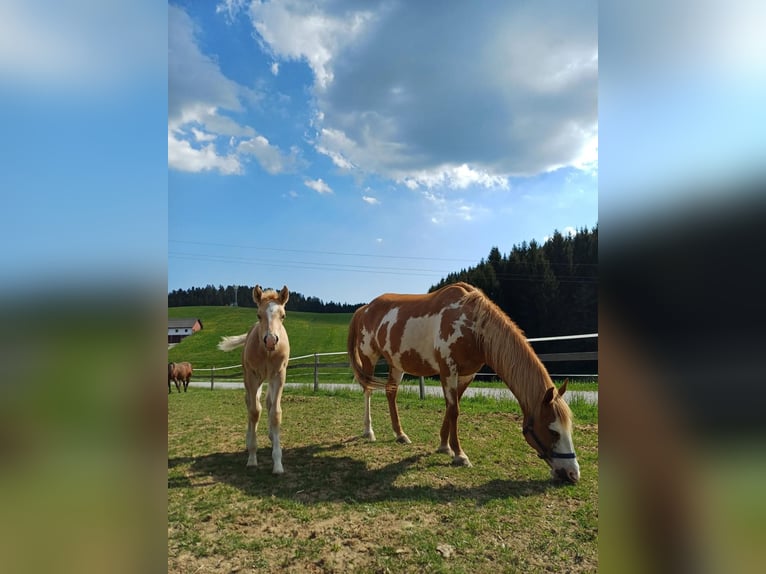 Quarter Pony Stallion Foal (04/2025) 14,2 hh Palomino in Oberkappel