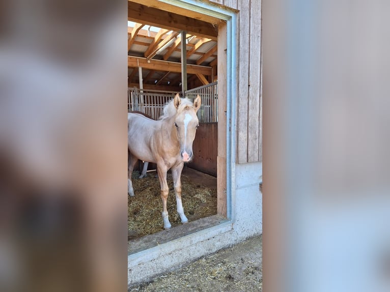 Quarter Pony Stallion Foal (04/2025) 14,2 hh Palomino in Oberkappel
