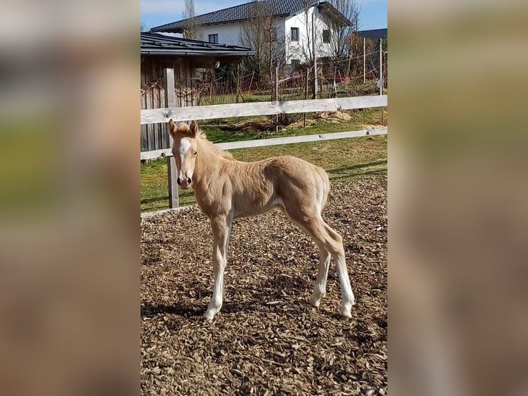 Quarter Pony Stallion Foal (04/2025) 14,2 hh Palomino in Oberkappel