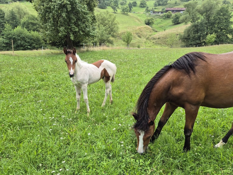 Quarter Pony Stallion Foal (06/2025) 14,2 hh Tovero-all-colors in Fichtenberg