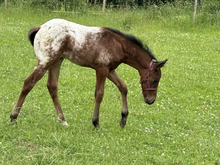 Quarter Pony Stallion Foal (05/2024) Brown in Lichtenau