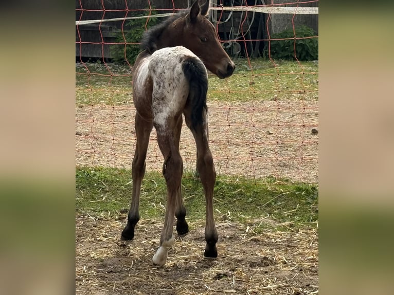 Quarter Pony Stallion Foal (05/2024) Brown in Lichtenau