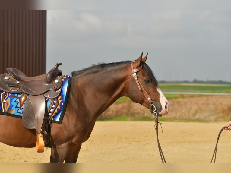Quarter Pony Stallone 11 Anni 153 cm Baio in Geilenkirchen