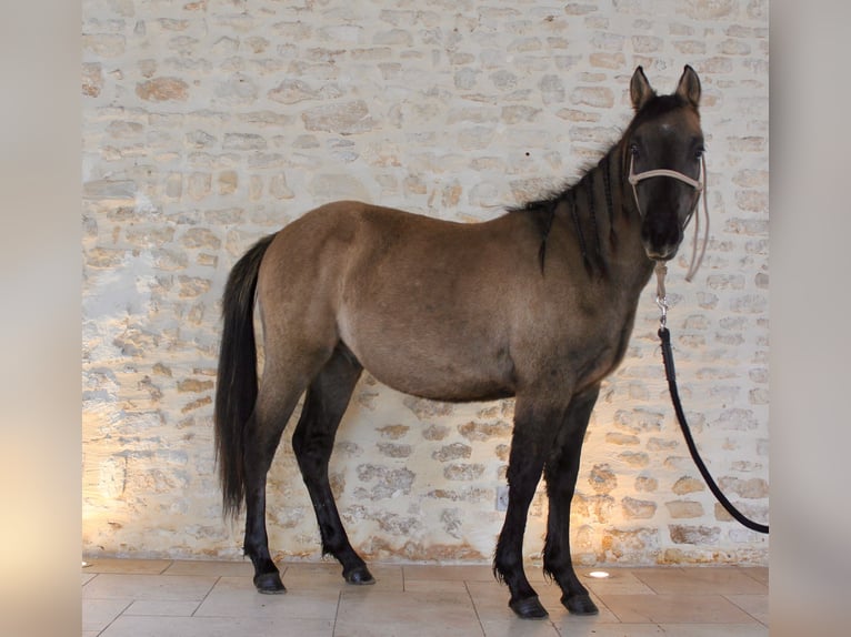 Quarter Pony Stallone 1 Anno 125 cm Grullo in Clavette