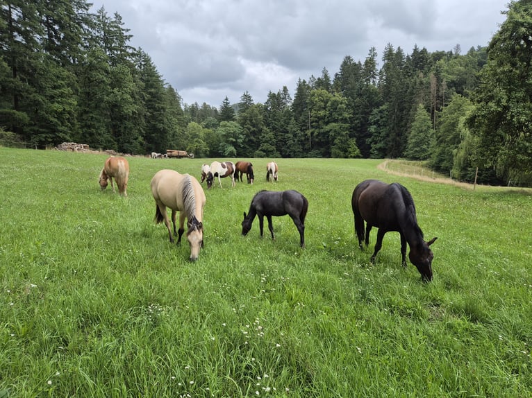 Quarter Pony Stallone 1 Anno 145 cm Leardo in Fichtenberg