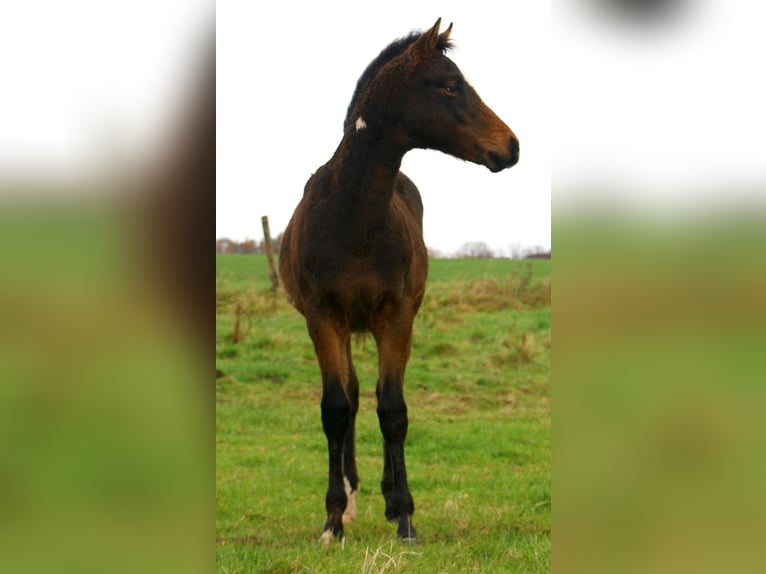 Quarter Pony Stallone 1 Anno 148 cm Overo-tutti i colori in Velpke