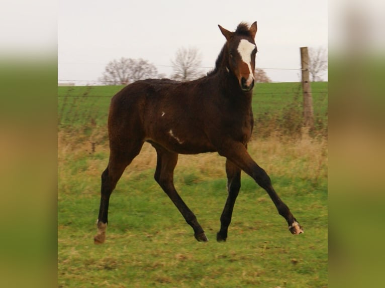 Quarter Pony Stallone 1 Anno 148 cm Overo-tutti i colori in Velpke