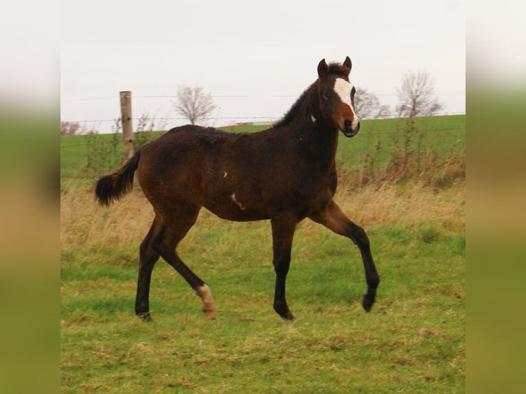 Quarter Pony Stallone 1 Anno 148 cm Overo-tutti i colori in Velpke