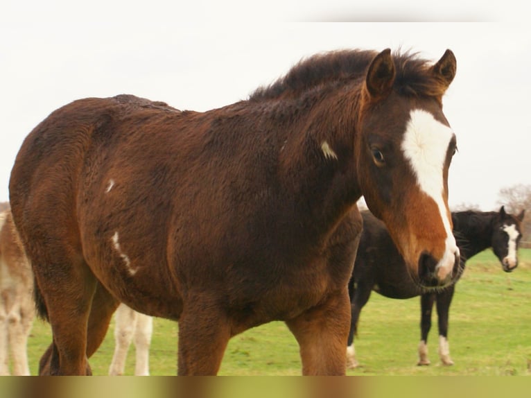 Quarter Pony Stallone 1 Anno 148 cm Overo-tutti i colori in Velpke