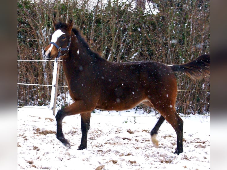 Quarter Pony Stallone 1 Anno 148 cm Overo-tutti i colori in Velpke