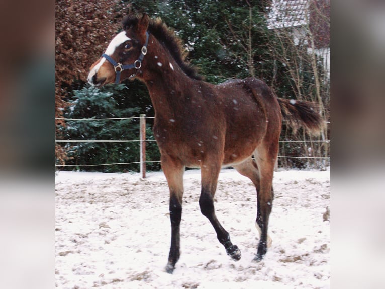 Quarter Pony Stallone 1 Anno 148 cm Overo-tutti i colori in Velpke