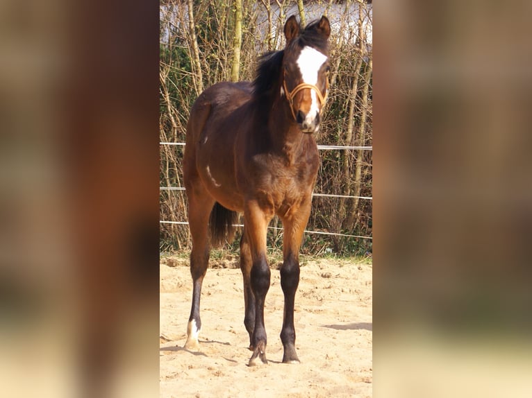 Quarter Pony Stallone 1 Anno 148 cm Overo-tutti i colori in Velpke