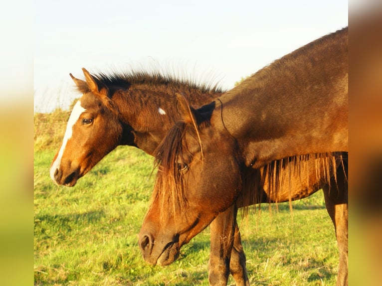 Quarter Pony Stallone 1 Anno 148 cm Overo-tutti i colori in Velpke