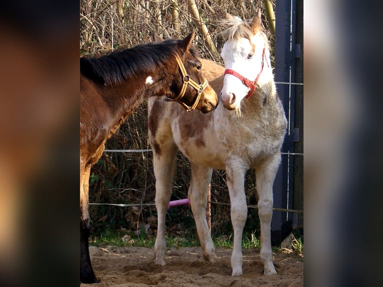 Quarter Pony Stallone 1 Anno 148 cm Overo-tutti i colori in Velpke