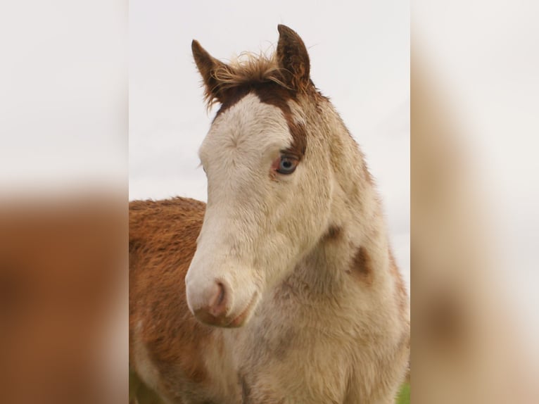 Quarter Pony Stallone 1 Anno 148 cm Overo-tutti i colori in Velpke