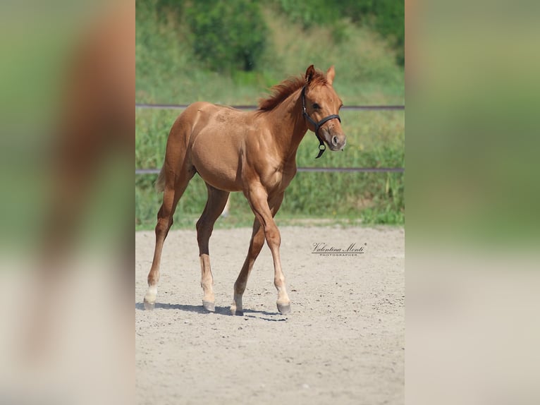 Quarter Pony Stallone 1 Anno Red dun in San Lorenzo Della Pioppa