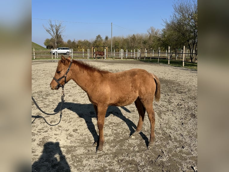 Quarter Pony Stallone 1 Anno Red dun in San Lorenzo Della Pioppa