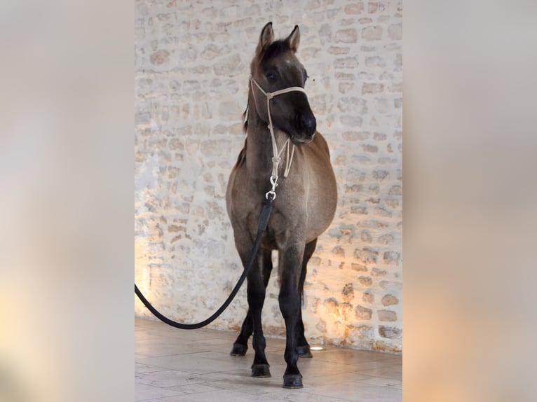 Quarter Pony Stallone 2 Anni 125 cm Grullo in Clavette