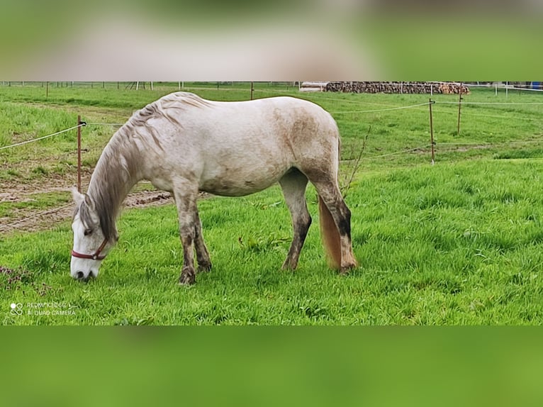 Quarter Pony Mix Stallone 2 Anni 147 cm Roano rosso in Vacha