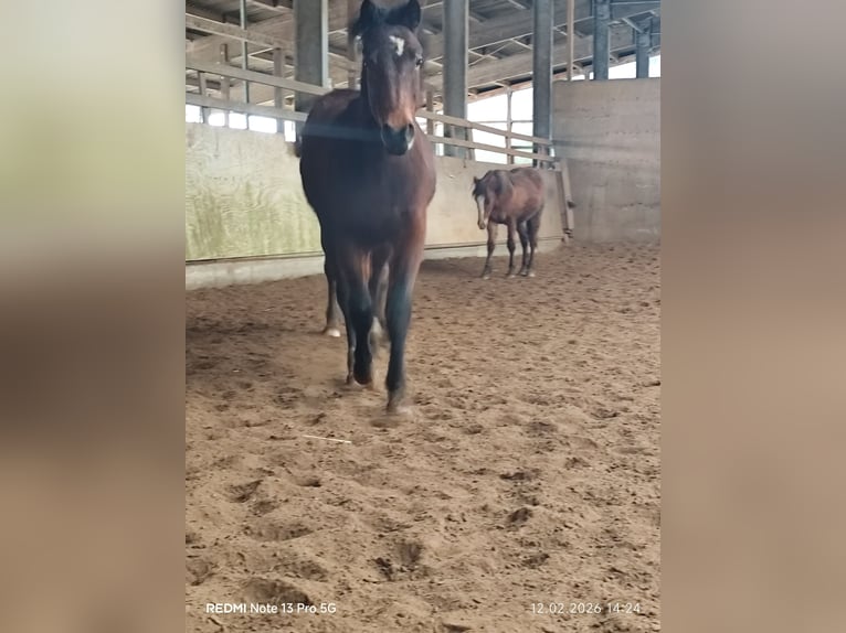 Quarter Pony Mix Stallone 2 Anni 150 cm Baio in Buchen (Odenwald)