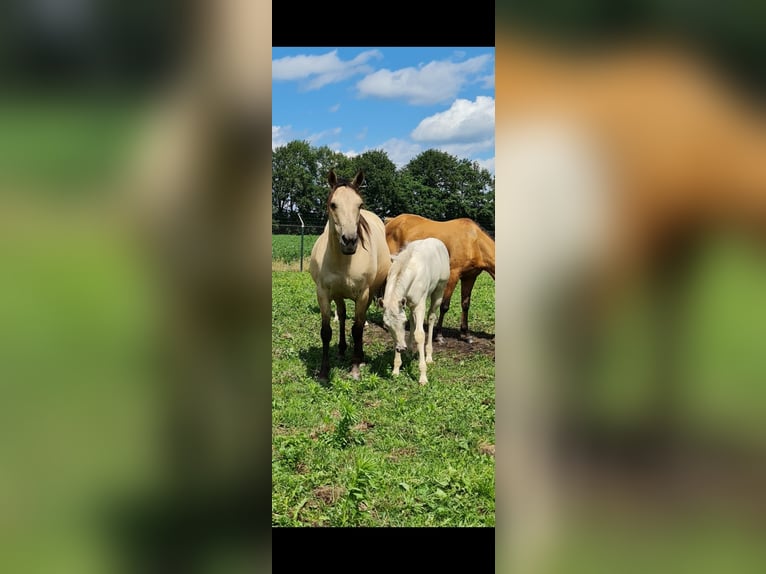 Quarter Pony Stallone 2 Anni 150 cm Champagne in Tzummarum