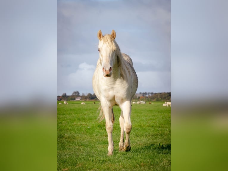 Quarter Pony Stallone 2 Anni 150 cm Champagne in Tzummarum