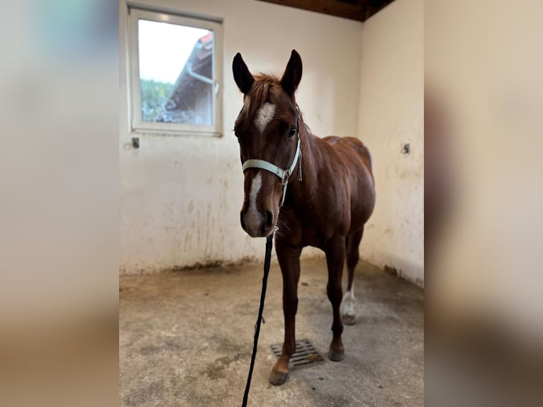 Quarter Pony Stallone 2 Anni 155 cm Sauro scuro in Gutau