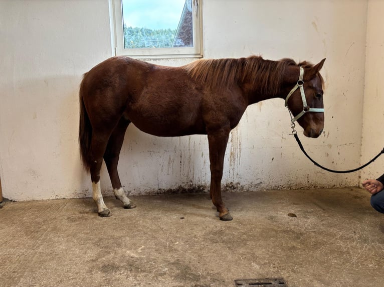 Quarter Pony Stallone 2 Anni 155 cm Sauro scuro in Gutau